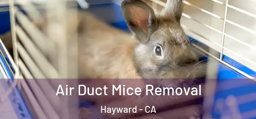Air Duct Mice Removal Hayward - CA