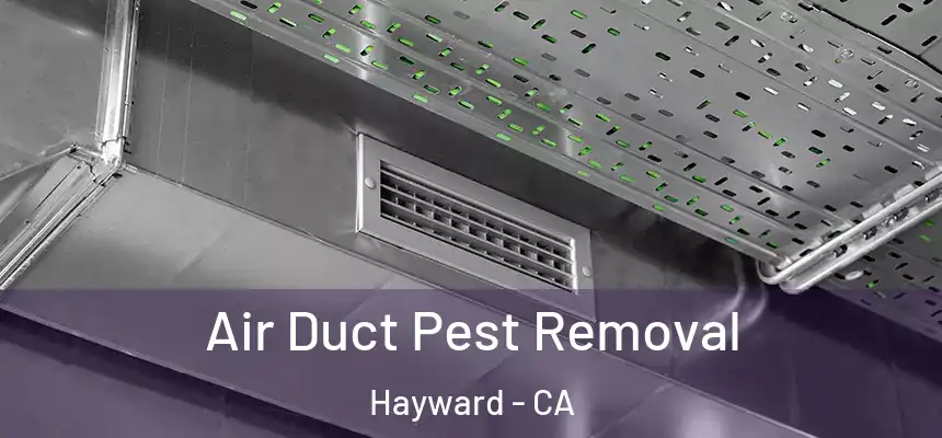  Air Duct Pest Removal Hayward - CA