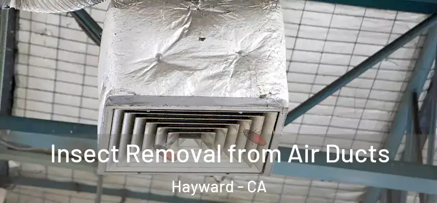 Insect Removal from Air Ducts Hayward - CA