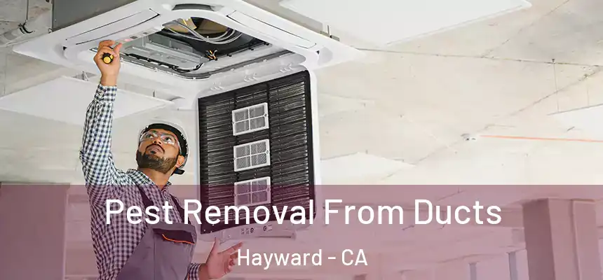  Pest Removal From Ducts Hayward - CA