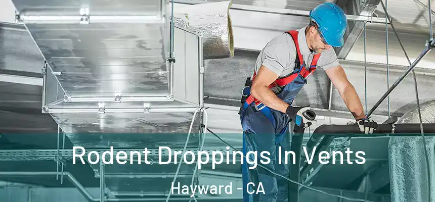 Rodent Droppings In Vents Hayward - CA